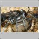 Pompilus cinereus - Wegwespe w52b mit Spinne - Sandgrube Niedringhaussee.jpg